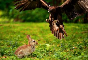 Hawk Swoops to Capture Delicious Rabbit